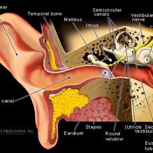 Accupressure Tinnitus - Cure Tinnitus - This Is The Current Position