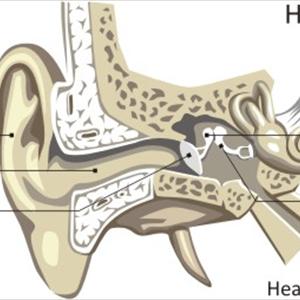  American Tinnitus Association 